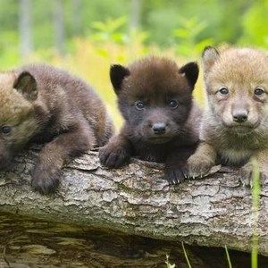 Meet your Posher, Tanya